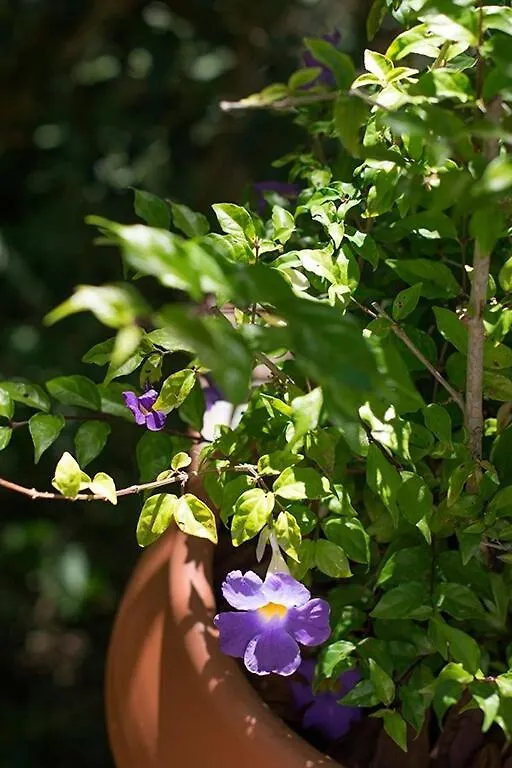 Alugo Minha Casa Na Floresta! Alfredo Wagner Semesterbostad