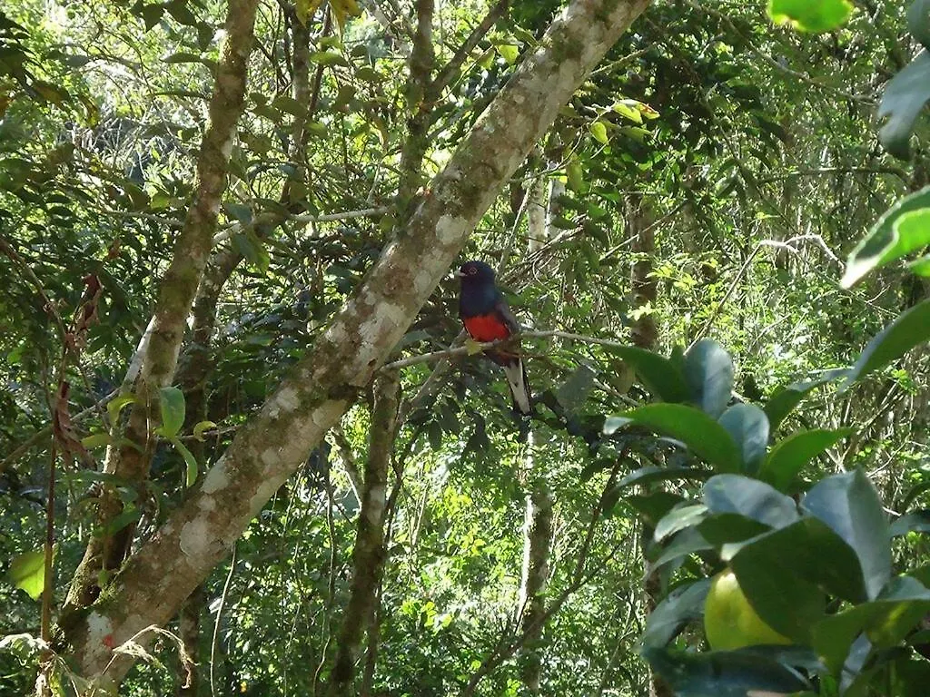 Semesterbostad Alugo Minha Casa Na Floresta! Alfredo Wagner