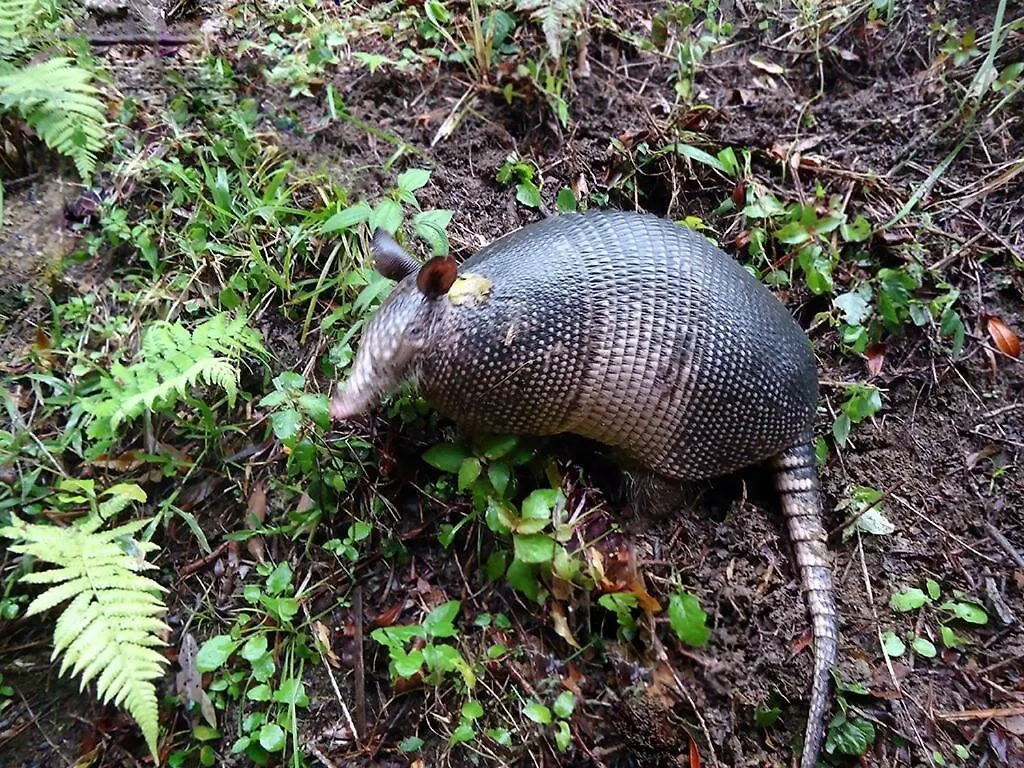 Alugo Minha Casa Na Floresta! Barracão 0*,  Brasil