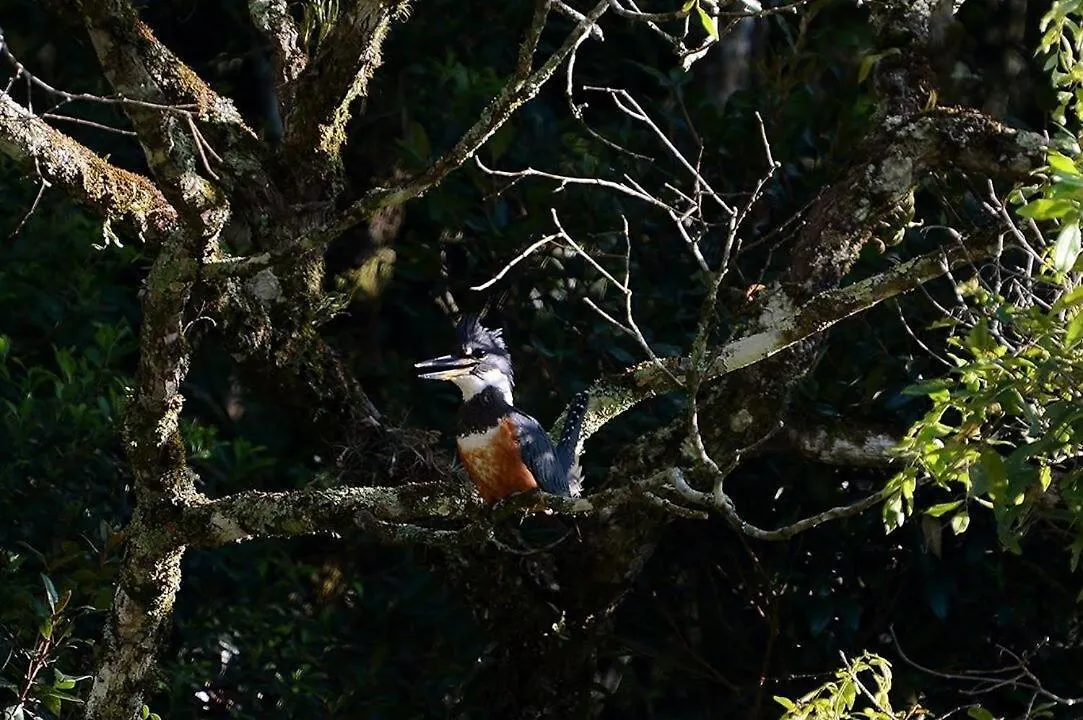 Casa de Férias Alugo Minha Casa Na Floresta! Barracão