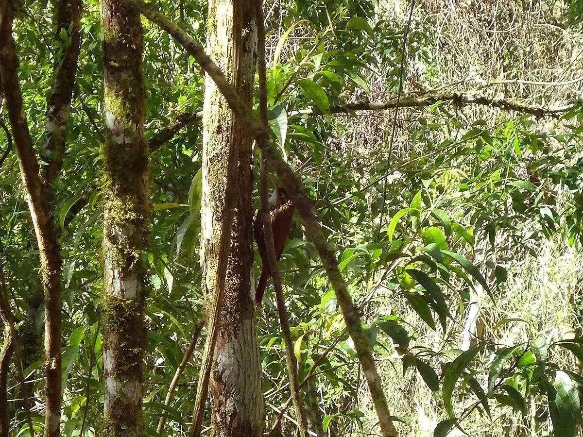 Alugo Minha Casa Na Floresta! Barracão 0*,